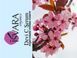 Isvara Organics, Devi C Serum 28мл ISV-00001 фото 2